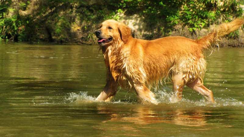 Golden Retriever: Φυσικά χαρακτηριστικά και μέγεθος