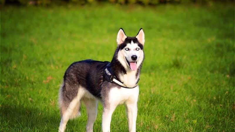 Siberian Husky στο γρασίδι