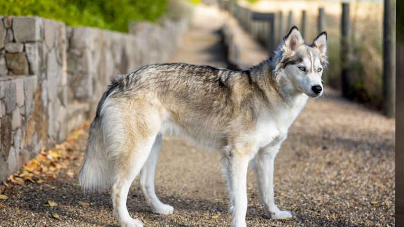 Η ιστορία του Siberian Husky