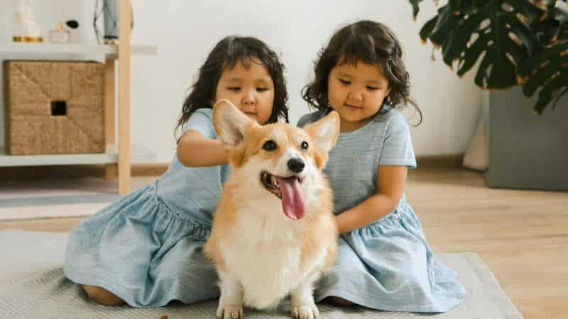 Welsh Corgi Προσδόκιμο ζωής