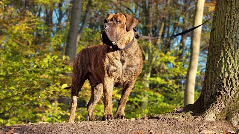 Presa Canario - Φυσικά χαρακτηριστικά