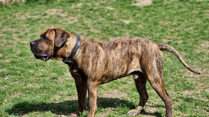 Presa Canario σκύλος