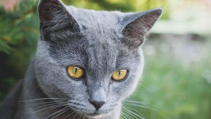 Δημοφιλείς γκρι γάτες - Russian Blue 