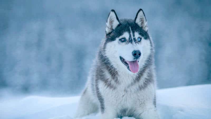 Siberian Husky σκύλος