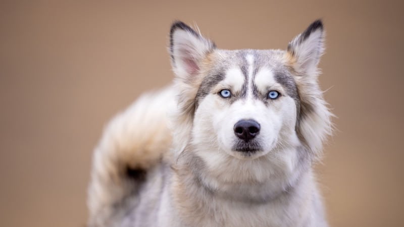 Siberian Husky: Φυσικά χαρακτηριστικά