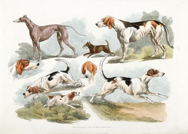 Sporting Dog: Χαρακτηριστικά, ιστορία και σκοπός