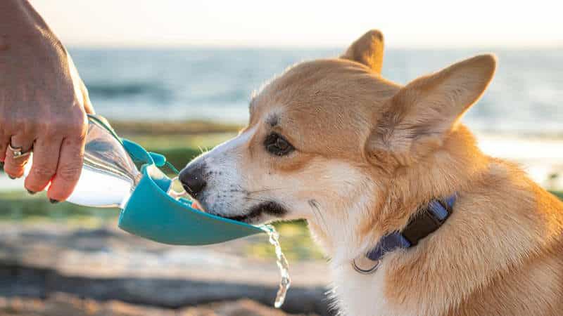 Διατροφή και σίτιση των Welsh Corgi