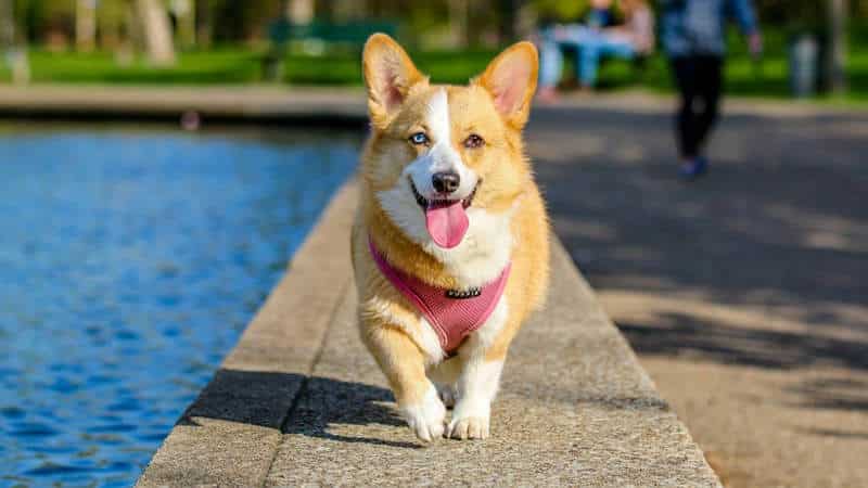 Welsh Corgi: Φυσικά χαρακτηριστικά και μέγεθος