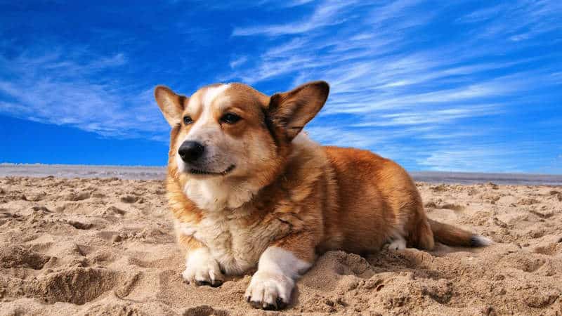 Welsh Corgi (Ουαλλικό Κόργκι)