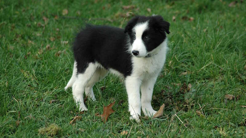 Border Collie κουτάβι