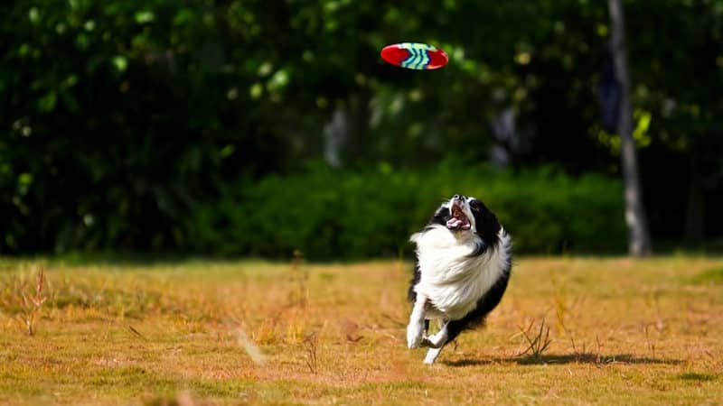 Εκπαίδευση Border Collie