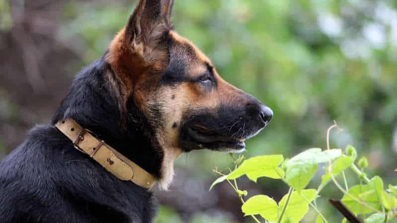 K9 - German Shepherd