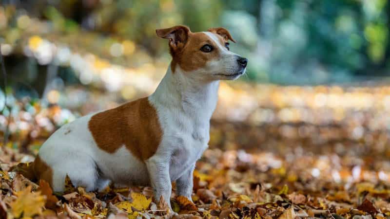 Σκύλος Jack Russell Terrier
