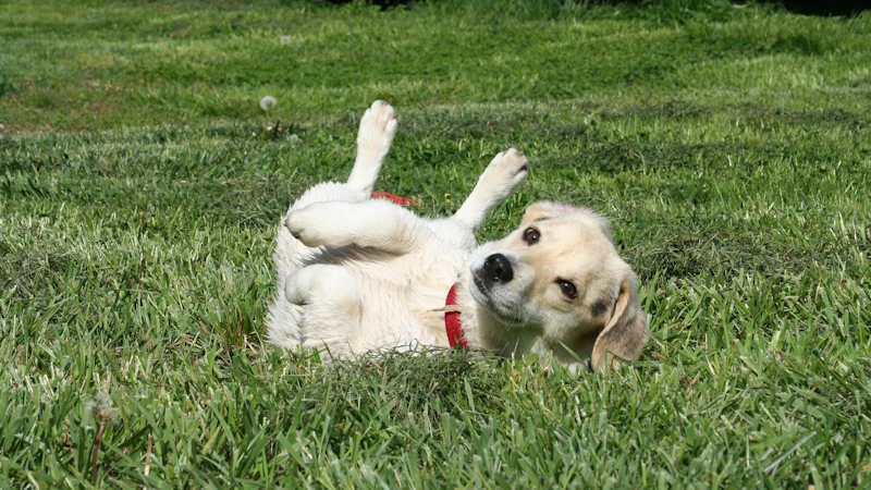 Μικρός σκύλος Jack Russell