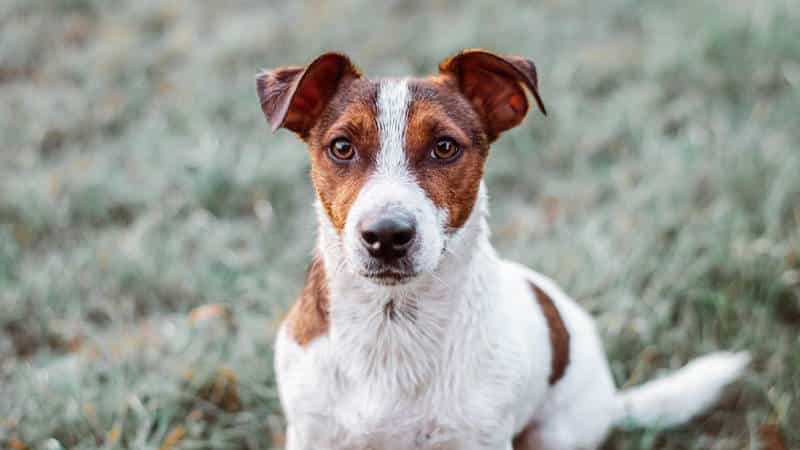 Jack Russell Terrier: Φυσικά χαρακτηριστικά και μέγεθος