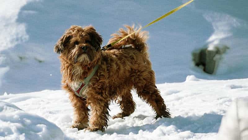 Maltipoo (Μαλτιπού):Φυσικά χαρακτηριστικά και μέγεθος
