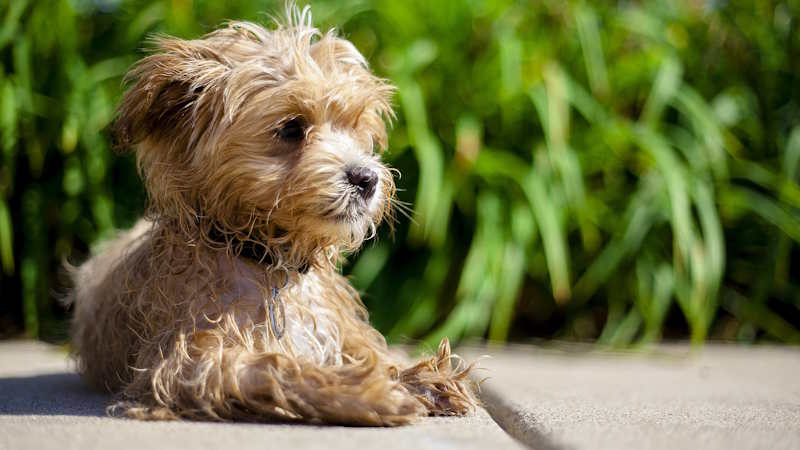 Σκύλος Maltipoo (Μαλτιπού)