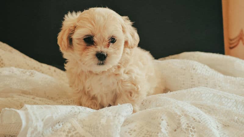 Maltipoo Προσδόκιμο ζωής