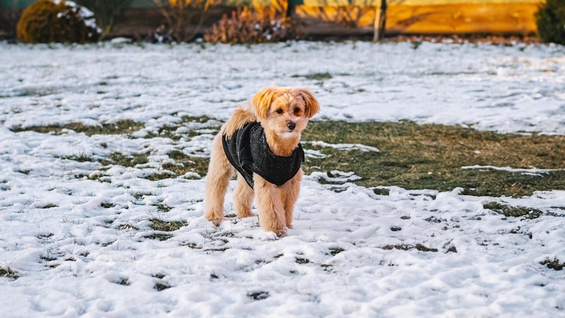 Εκπαιδευτικές ανάγκες των Maltipoo