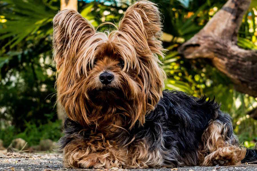 Σκύλος Yorkshire Terrier 