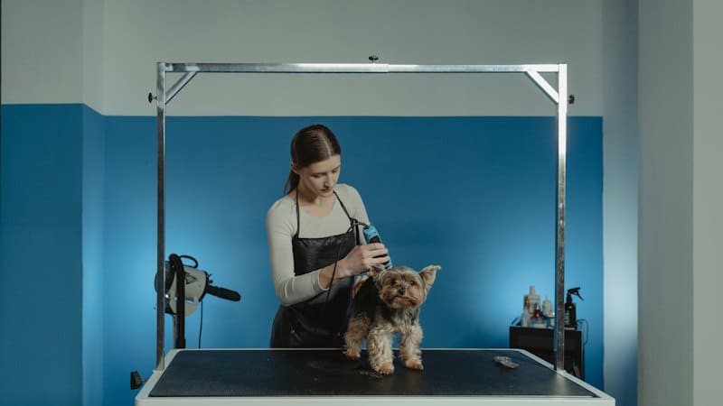 Φροντίδα Yorkshire Terrier