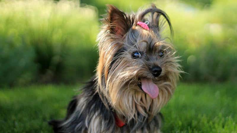 Yorkshire Terrier: Φυσικά χαρακτηριστικά και μέγεθος