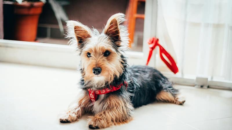 Εκπαιδευτικές ανάγκες των 
Yorkshire Terrier