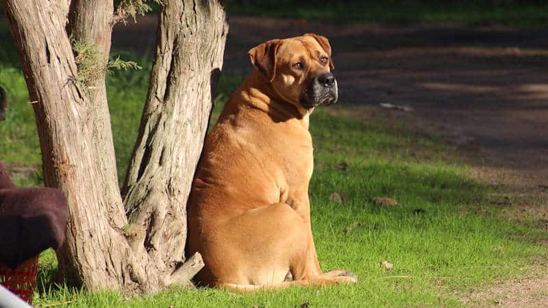 Σκύλος Bullmastiff σε πάρκο