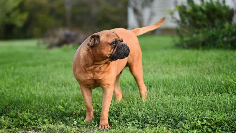Σκύλος Bullmastiff