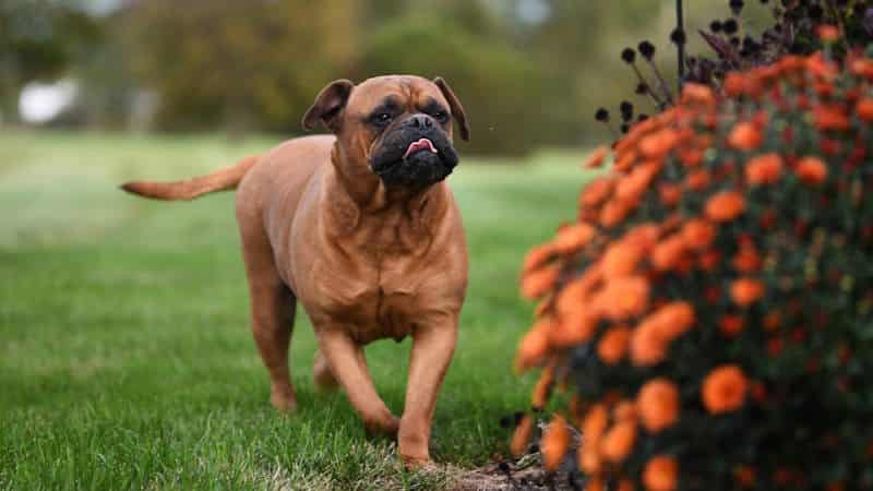Φυσικά χαρακτηριστικά των Bullmastiff