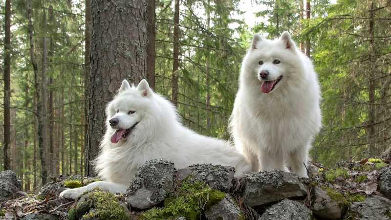 Samoyed (Σαμογιέντ): Φυσικά χαρακτηριστικά